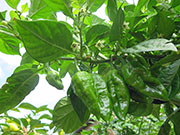 Bhut Jolokia Chocolate