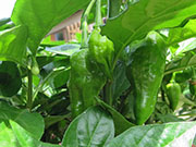 Bhut Jolokia Chocolate