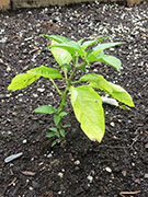 Bhut Jolokia Chocolate