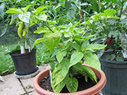 Bhut Jolokia Chocolate