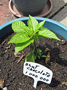 Bhut Jolokia Chocolate