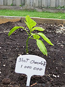 Bhut Jolokia Chocolate