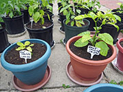 Bhut Jolokia Chocolate