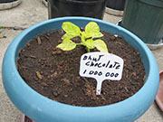 Bhut Jolokia Chocolate