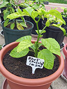 Bhut Jolokia Chocolate