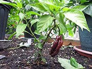 Bhut Jolokia Chocolate