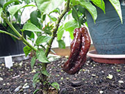 Bhut Jolokia Chocolate