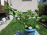 Bhut Jolokia Chocolate