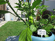 Bhut Jolokia Chocolate