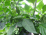 Bhut Jolokia Chocolate
