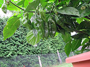 Bhut Jolokia Chocolate