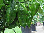 Bhut Jolokia Chocolate