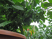 Bhut Jolokia Chocolate