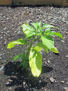 Bhut Jolokia Chocolate