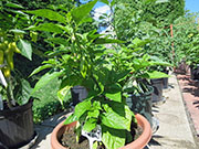 Bhut Jolokia Chocolate