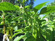 Bhut Jolokia Chocolate