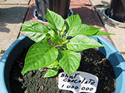Bhut Jolokia Chocolate