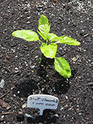 Bhut Jolokia Chocolate