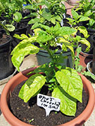 Bhut Jolokia Chocolate