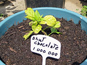 Bhut Jolokia Chocolate