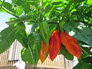 Bhut Jolokia Chocolate