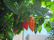 Bhut Jolokia Chocolate