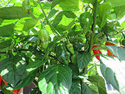 Bhut Jolokia Chocolate