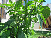 Bhut Jolokia Chocolate