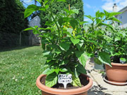 Bhut Jolokia Chocolate