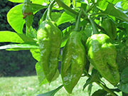 Bhut Jolokia Chocolate