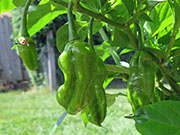 Bhut Jolokia Chocolate
