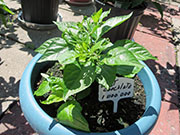 Bhut Jolokia Chocolate