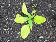 Bhut Jolokia Chocolate