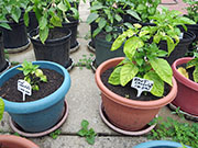 Bhut Jolokia Chocolate