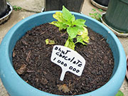 Bhut Jolokia Chocolate