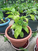 Bhut Jolokia Chocolate