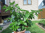 Bhut Jolokia Chocolate