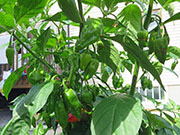 Bhut Jolokia Chocolate