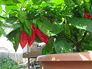 Bhut Jolokia Chocolate