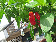 Bhut Jolokia Chocolate
