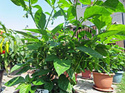 Bhut Jolokia Chocolate