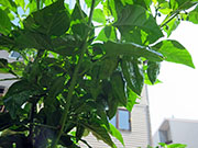 Bhut Jolokia Chocolate
