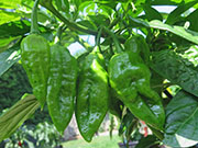 Bhut Jolokia Chocolate