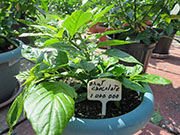 Bhut Jolokia Chocolate