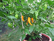 Bhut Jolokia Yellow