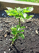 Carolina Reaper