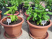 Carolina Reaper