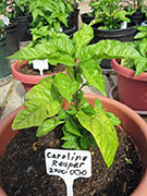 Carolina Reaper