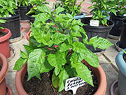 Carolina Reaper