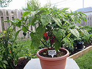 Carolina Reaper
